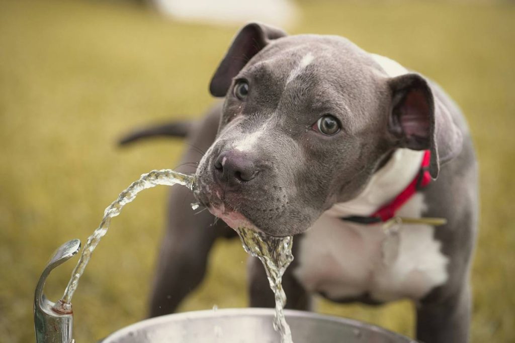 Hydration Boost: 7 Proven Ways to Avoid Costly Sodium Supplement Mistakes for Pets