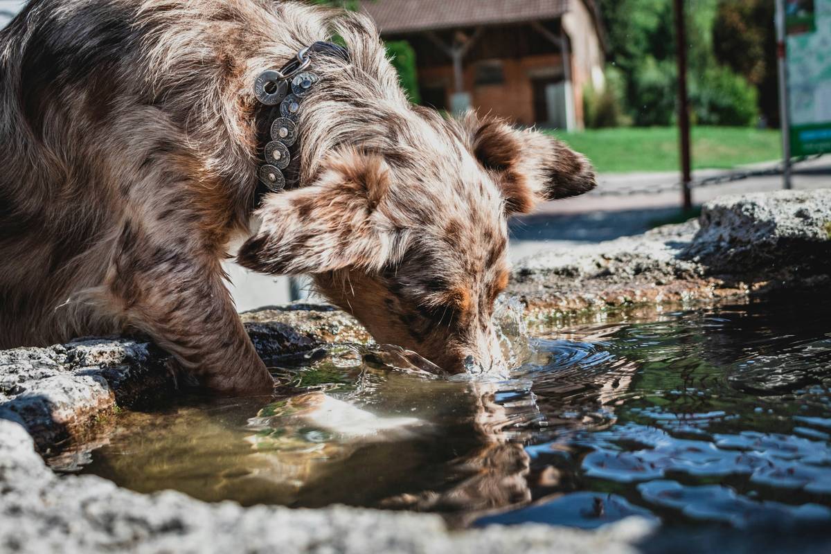 Hydration Boost: Dog drinking from a stainless steel bowl with sodium supplement powder nearby