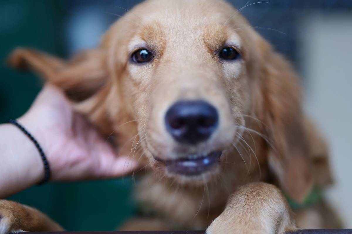 Trusted Pet Health Tips: 7 Proven Ways to Avoid Costly Sodium Supplement Mistakes