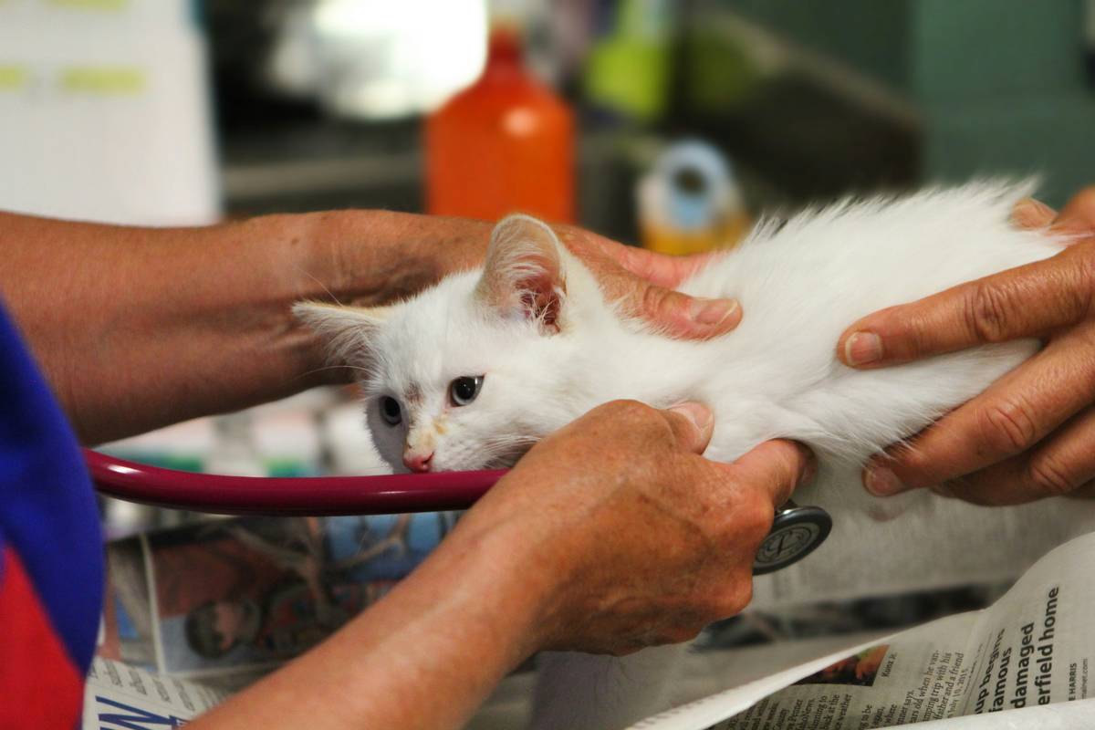 Vet Advice Risk Assessments: Veterinarian reviewing bloodwork and sodium levels with pet owner