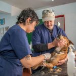 Vet Advice Success Metrics: 7 Proven Ways to Avoid Costly Sodium Supplement Mistakes