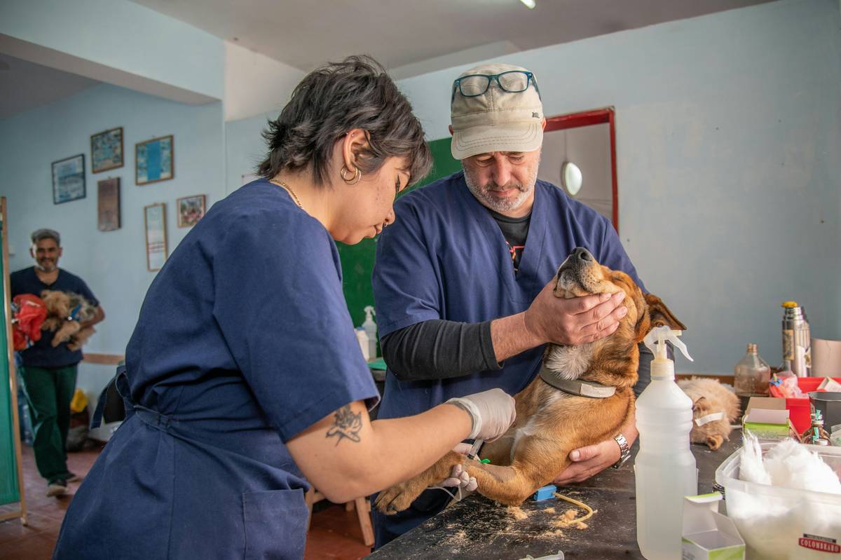 Vet Advice Success Metrics: 7 Proven Ways to Avoid Costly Sodium Supplement Mistakes