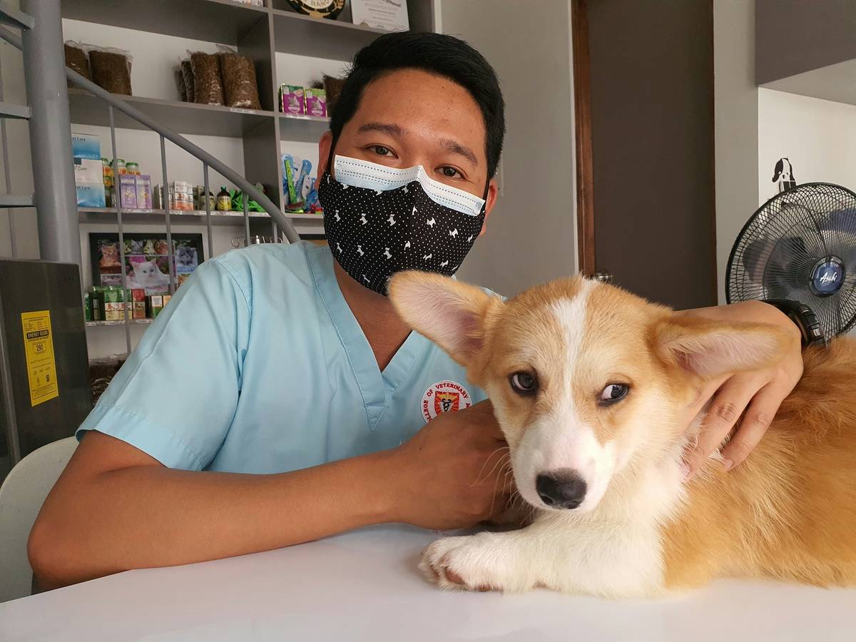 Veterinary Advice: A veterinarian examining a dog's hydration status with a skin turgor test